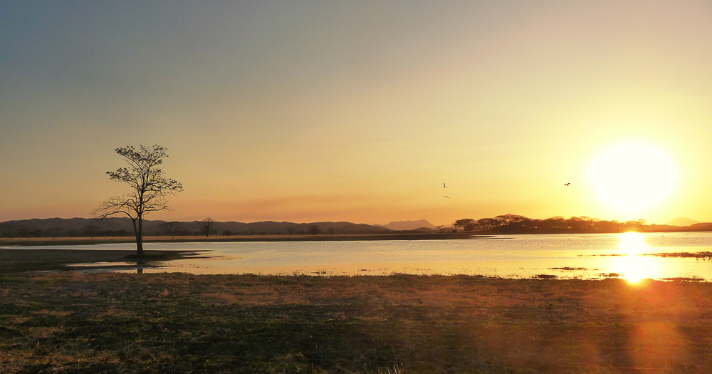 Days 8 to 9: Northern Pacific region - Gulf of Nicoya